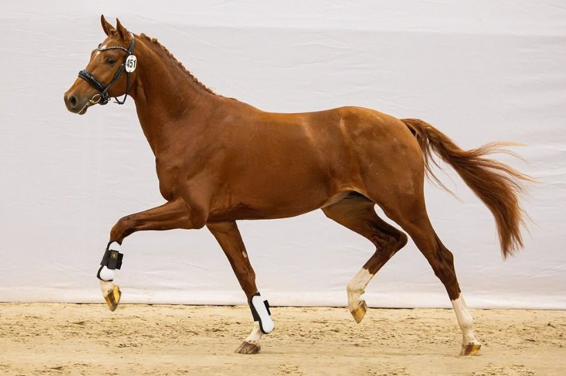 Sir AKW (My Blue Hors Santiano x Eye Catcher)