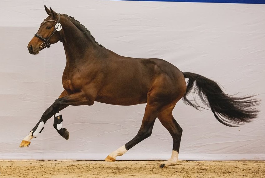 Sylvester (Bordeaux x Zhivago)