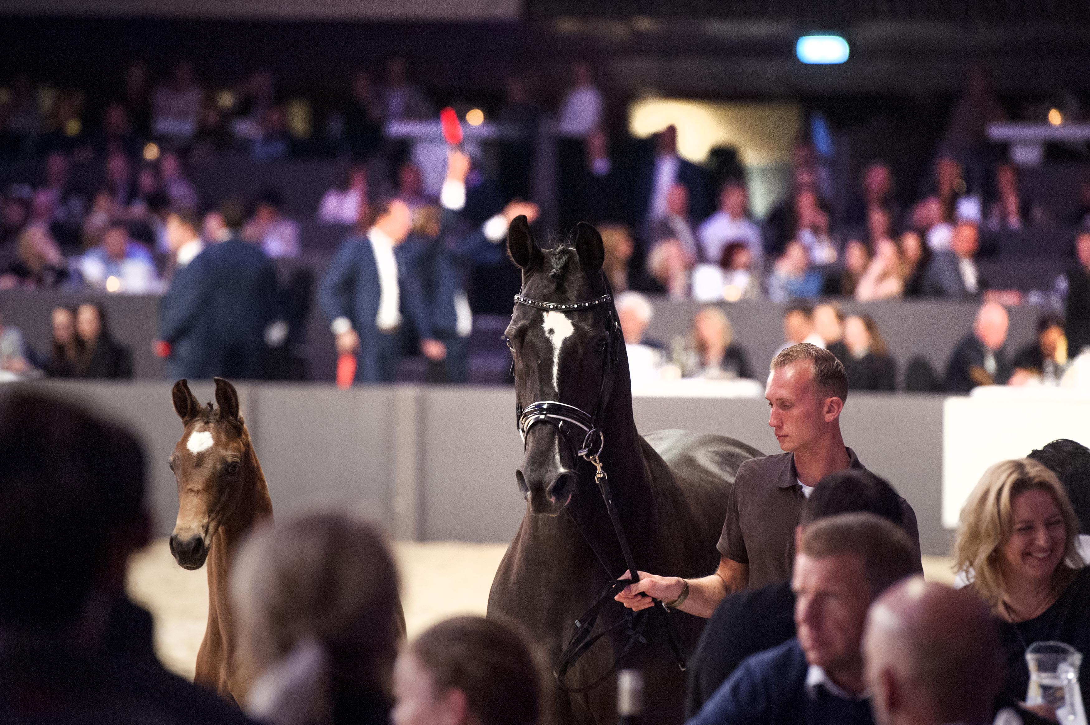 Voorbrenger Jordy Andeweg met één van de jonge veulens