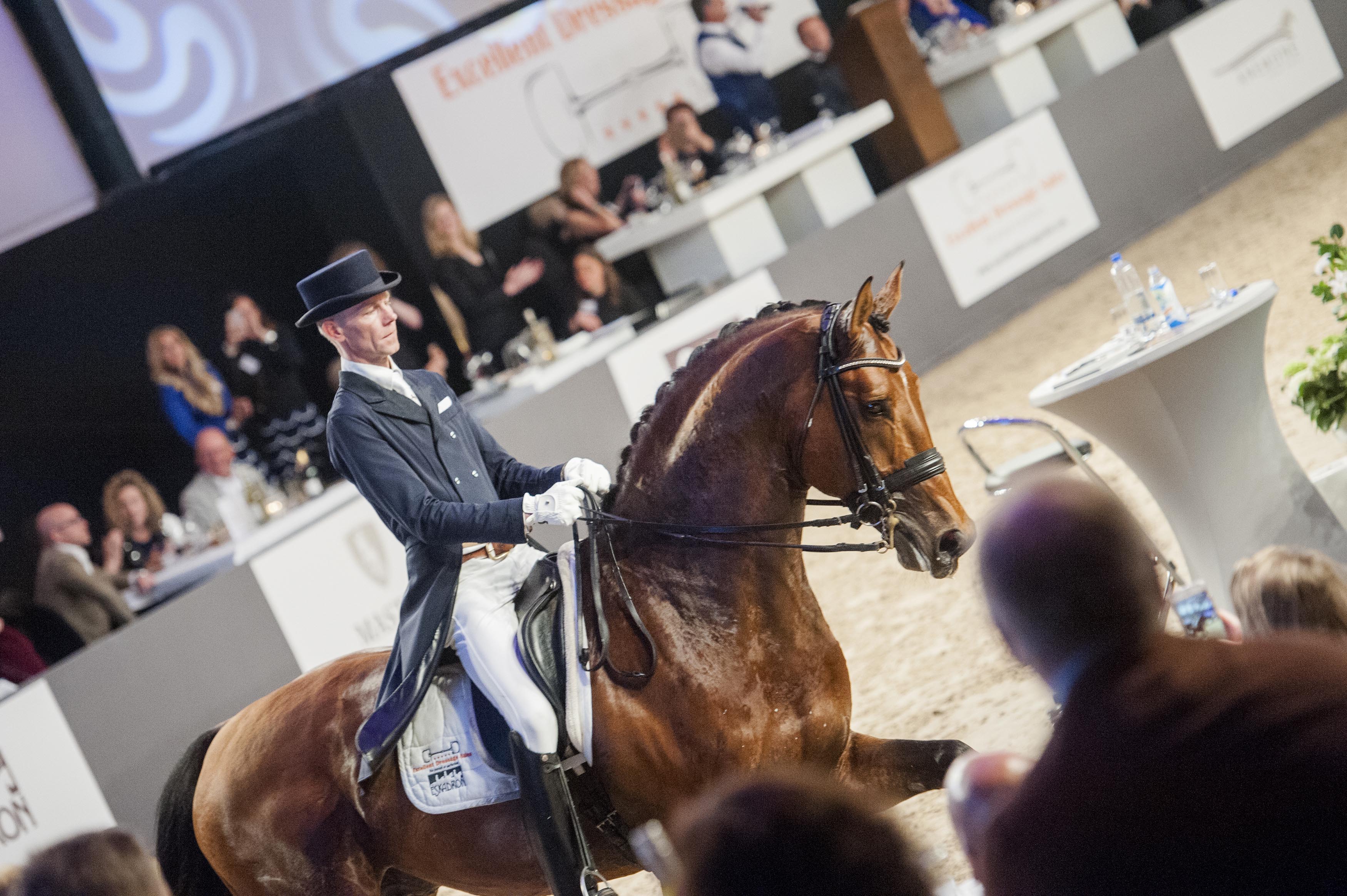 Veilingtopper Kaprãlis, 9-jaar van Coleo x Gudvils.
