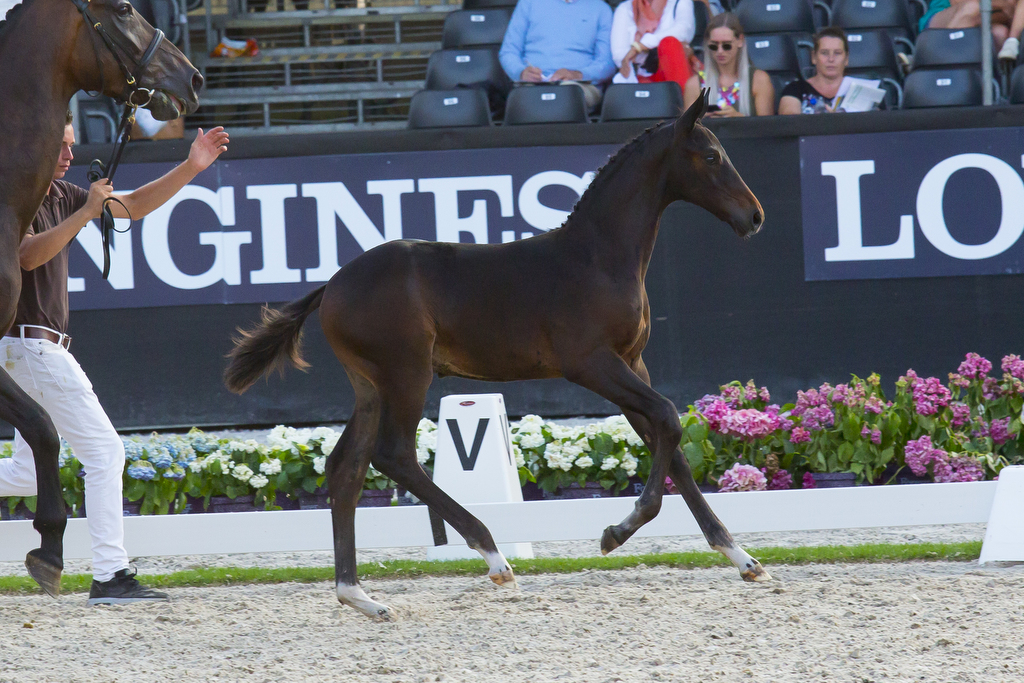 Nr. One SB Incognito x Diamond Hit