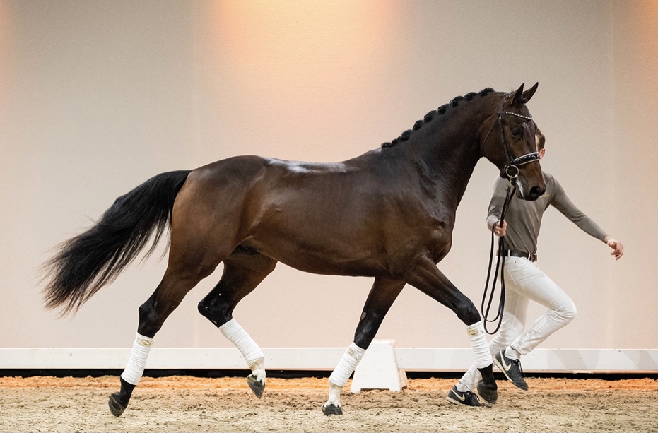 Navarro * Just Wimphof x Jazz