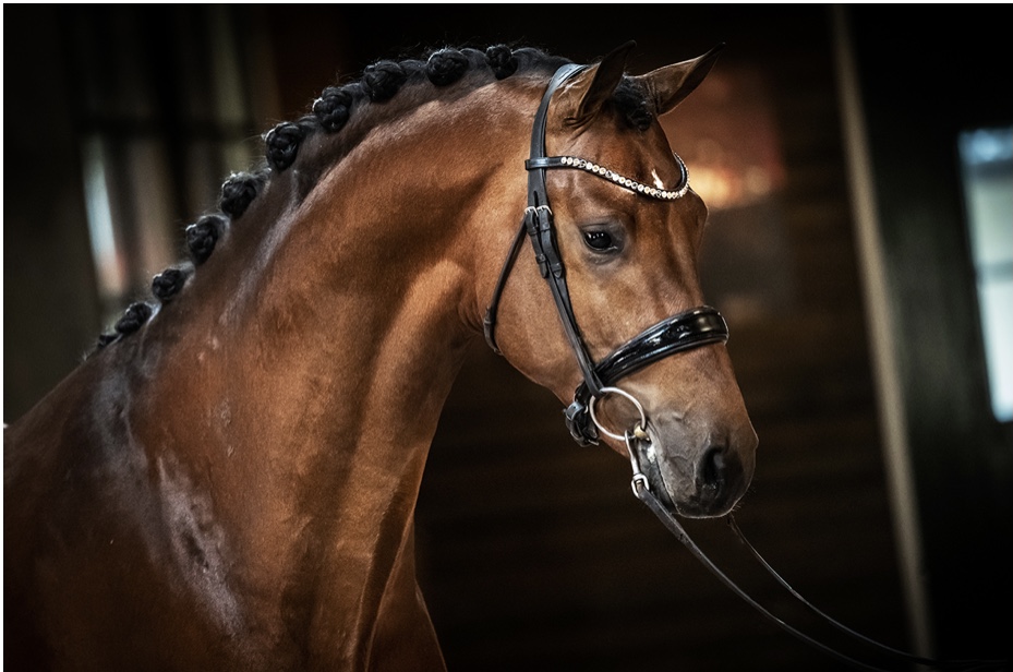 Newton's Law * In Style x Johnson 8.