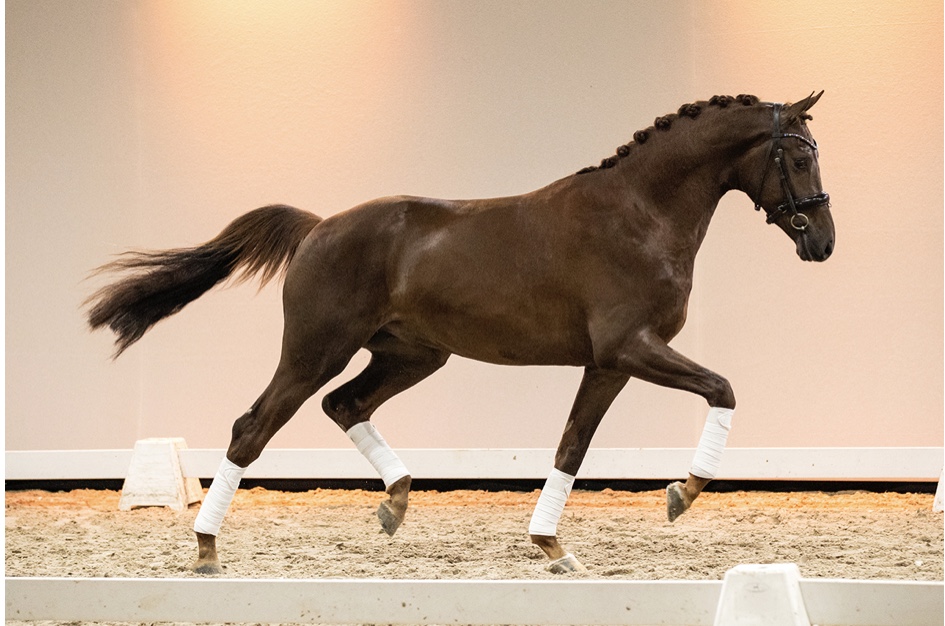 Nice Guy * Impression x Cardento