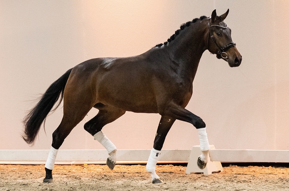 Njoy * Just Wimphof x Zhivago