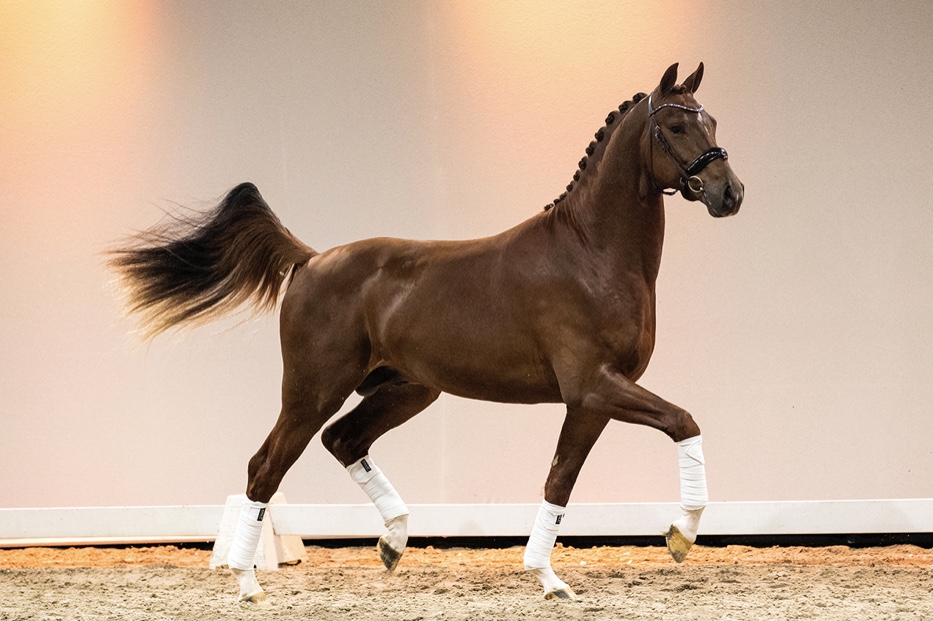 No Limit D * For Romance x Jazz