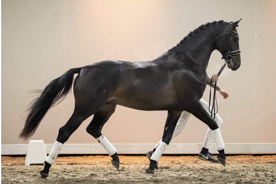 No Limit * Total U.S. x Vivaldi