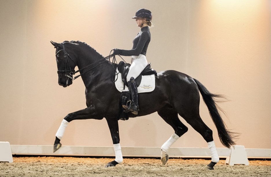 Gipsy King * Vivaldi x Haarlem