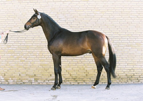 Easy Game als 3-jarige hengst