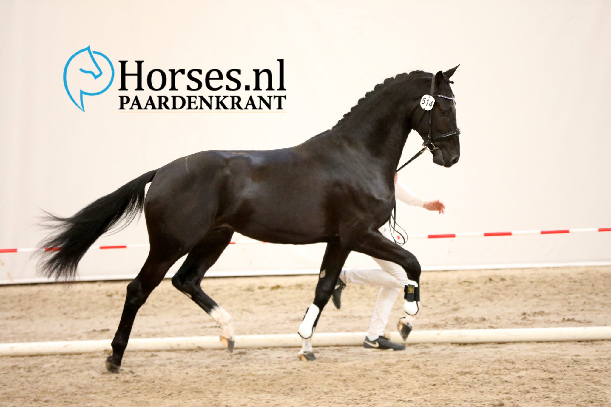 High Five U.S. x Gribaldi