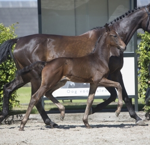 In Style x Oscar x Jazz