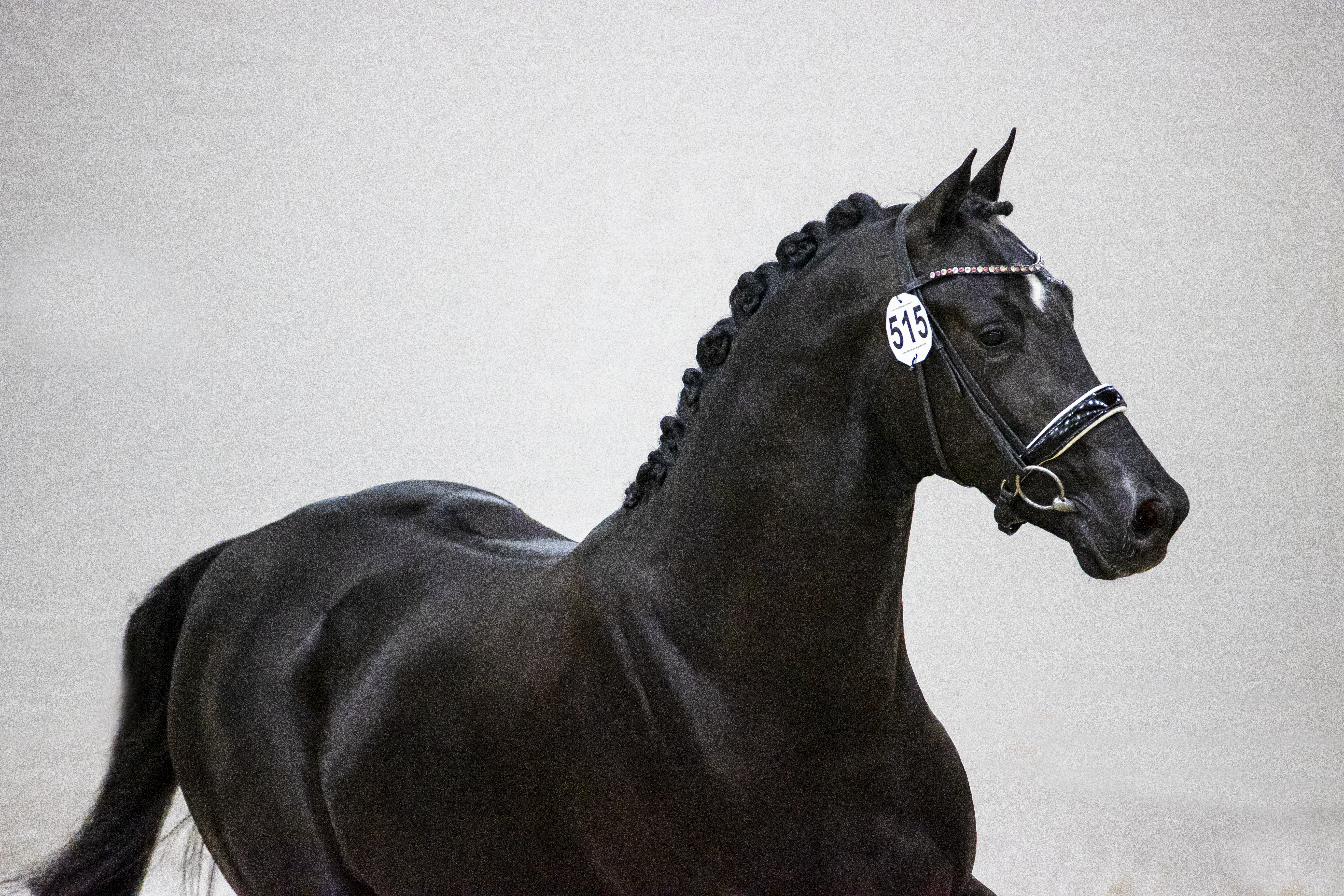 Nick Wimphof *Just Wimphof x Bordeaux