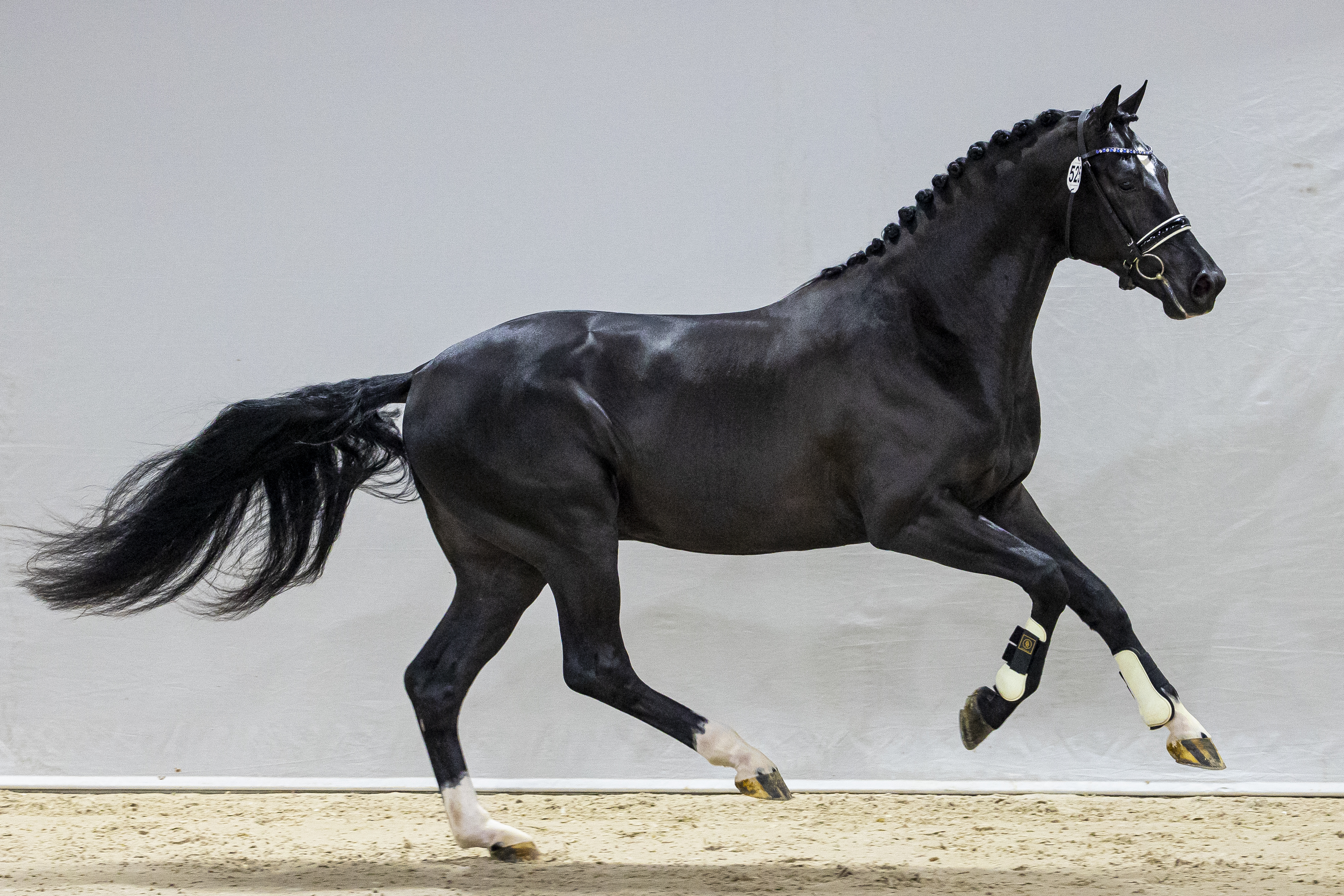 Number Two *Just Wimphof x Ferro