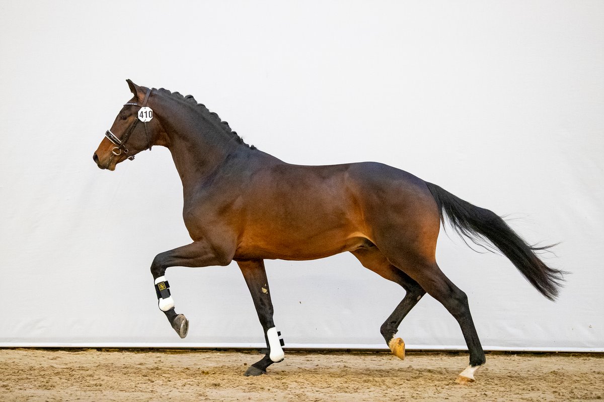 Franklin x Sandro Hit x Ferro