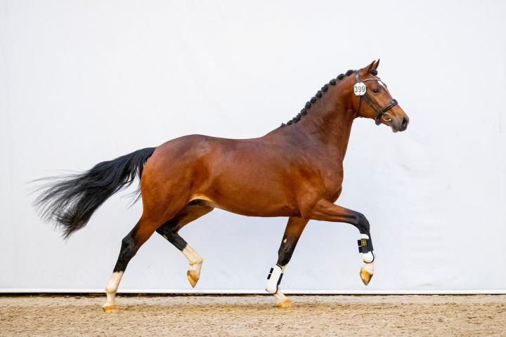 Franklin x Everdale x Jazz