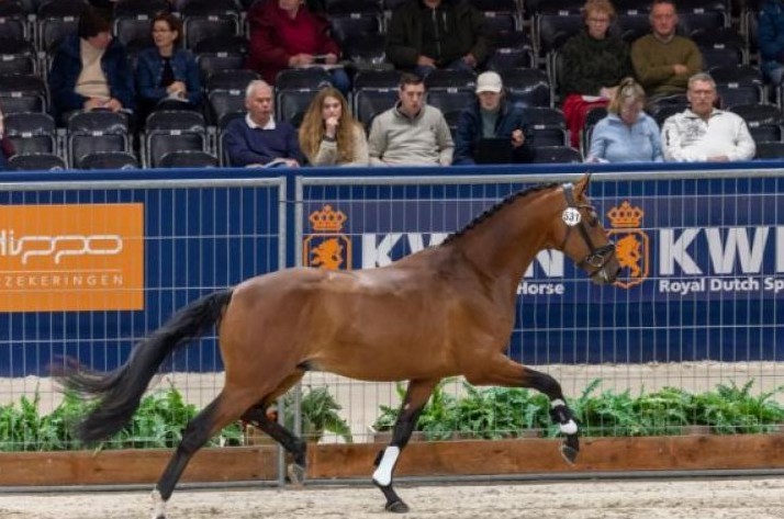 Vamos Junior (Vitalis x Hotline x Sandro Hit)