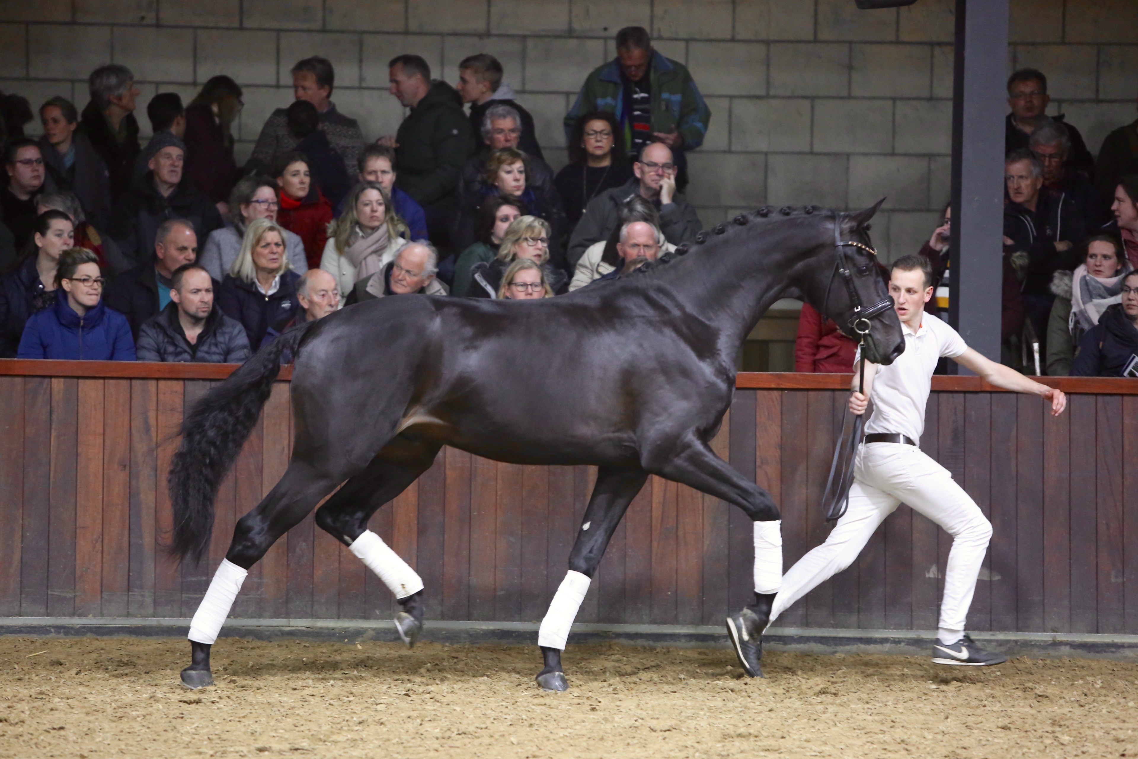 Fürst Dior (Fürstenball x Sir Donnerhall)