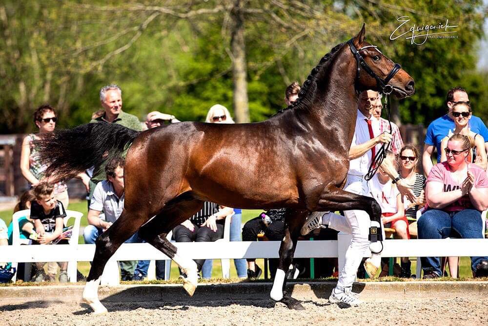 My 7th Sunday ~ 2-jarige hengst van In Style x Cadans M