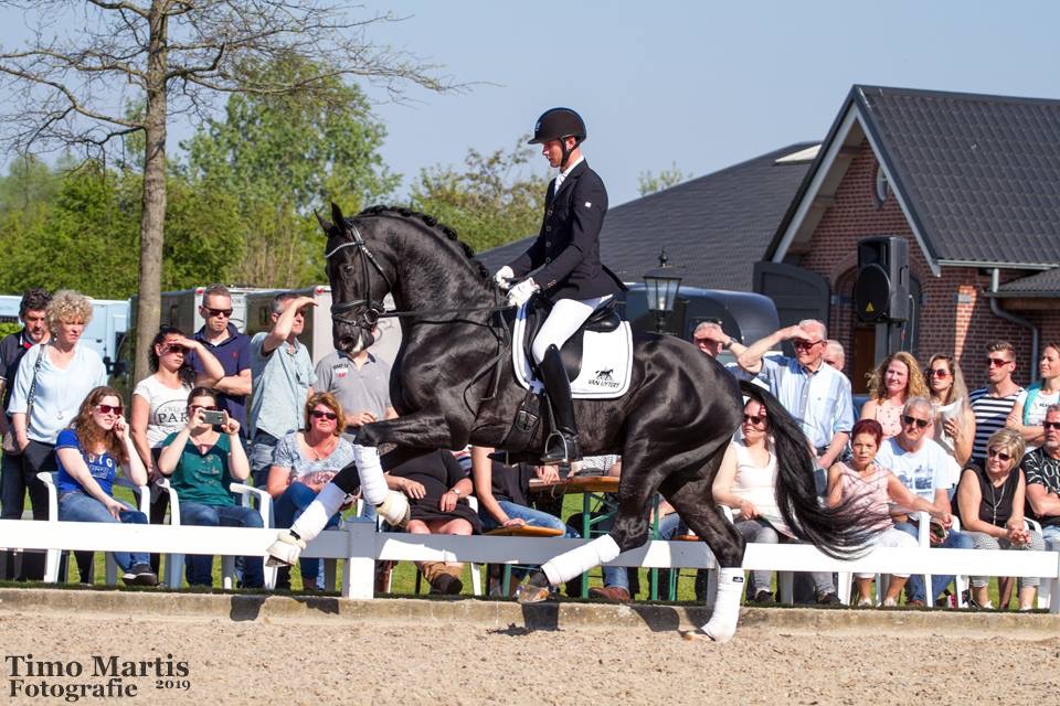 De zeer krachtige galop van Lord Europe