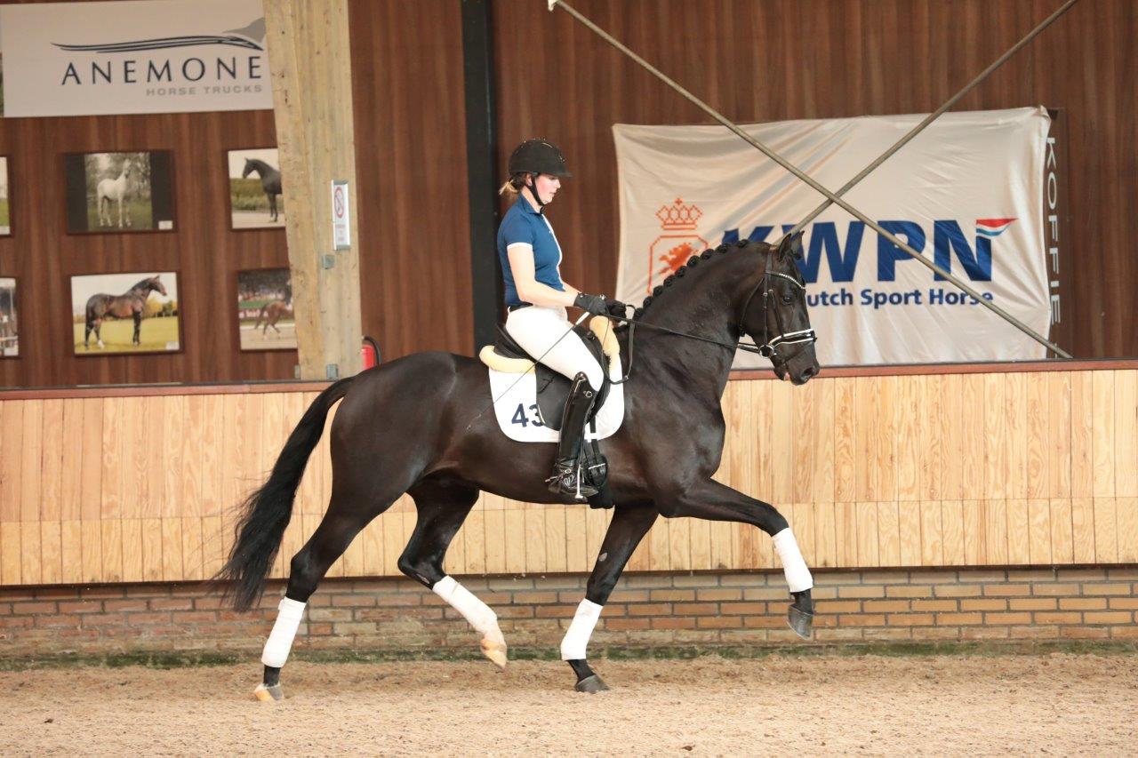 Ladignac * Zonik x Apache