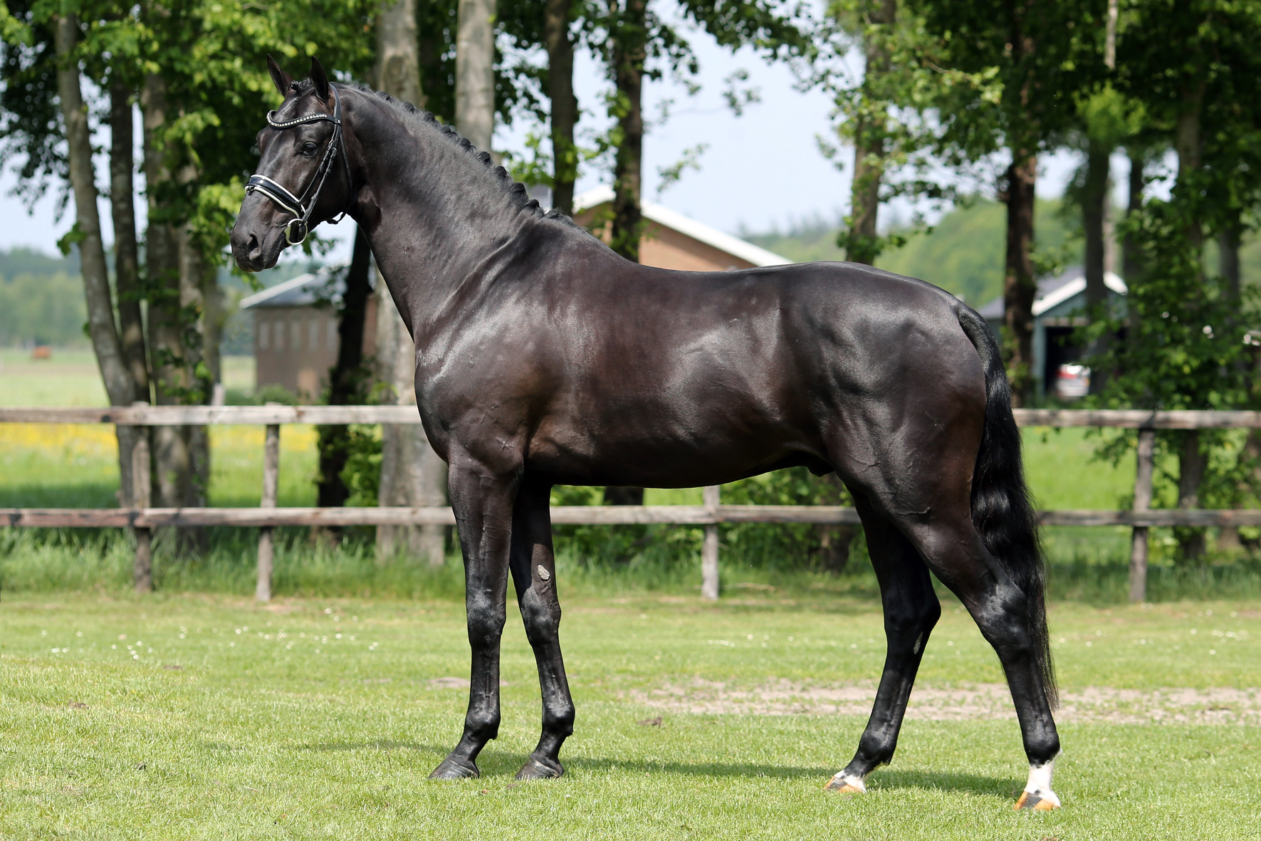 Ladignac * Zonik x Apache