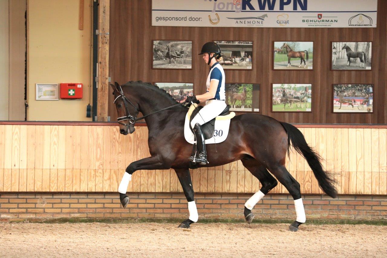 Livius * Bordeaux X Vivaldi