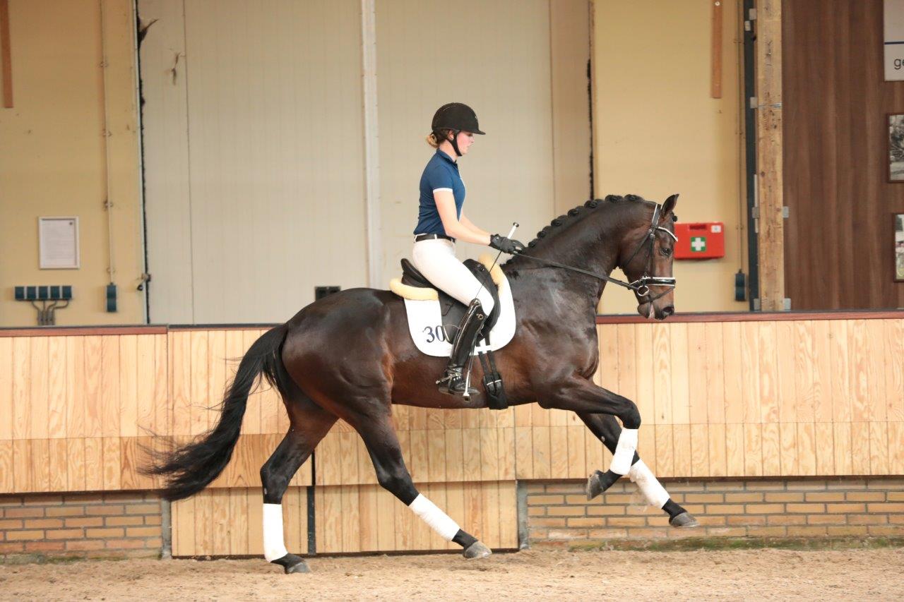 Livius * Bordeaux X Vivaldi