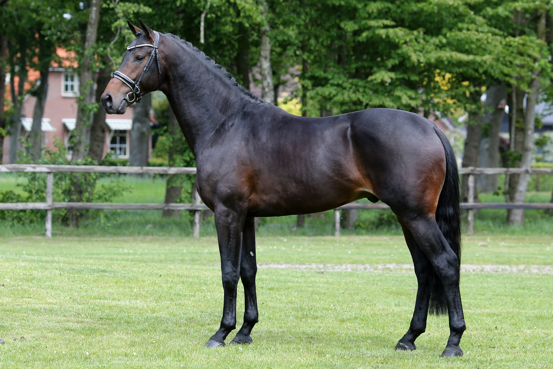 Livius * Bordeaux X Vivaldi