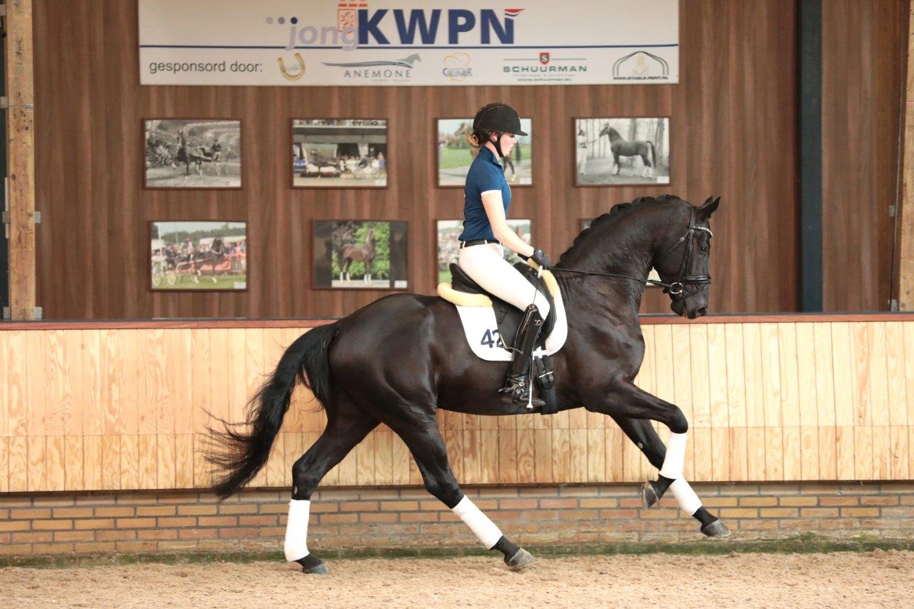 Toto's Design US * Totilas x De Niro