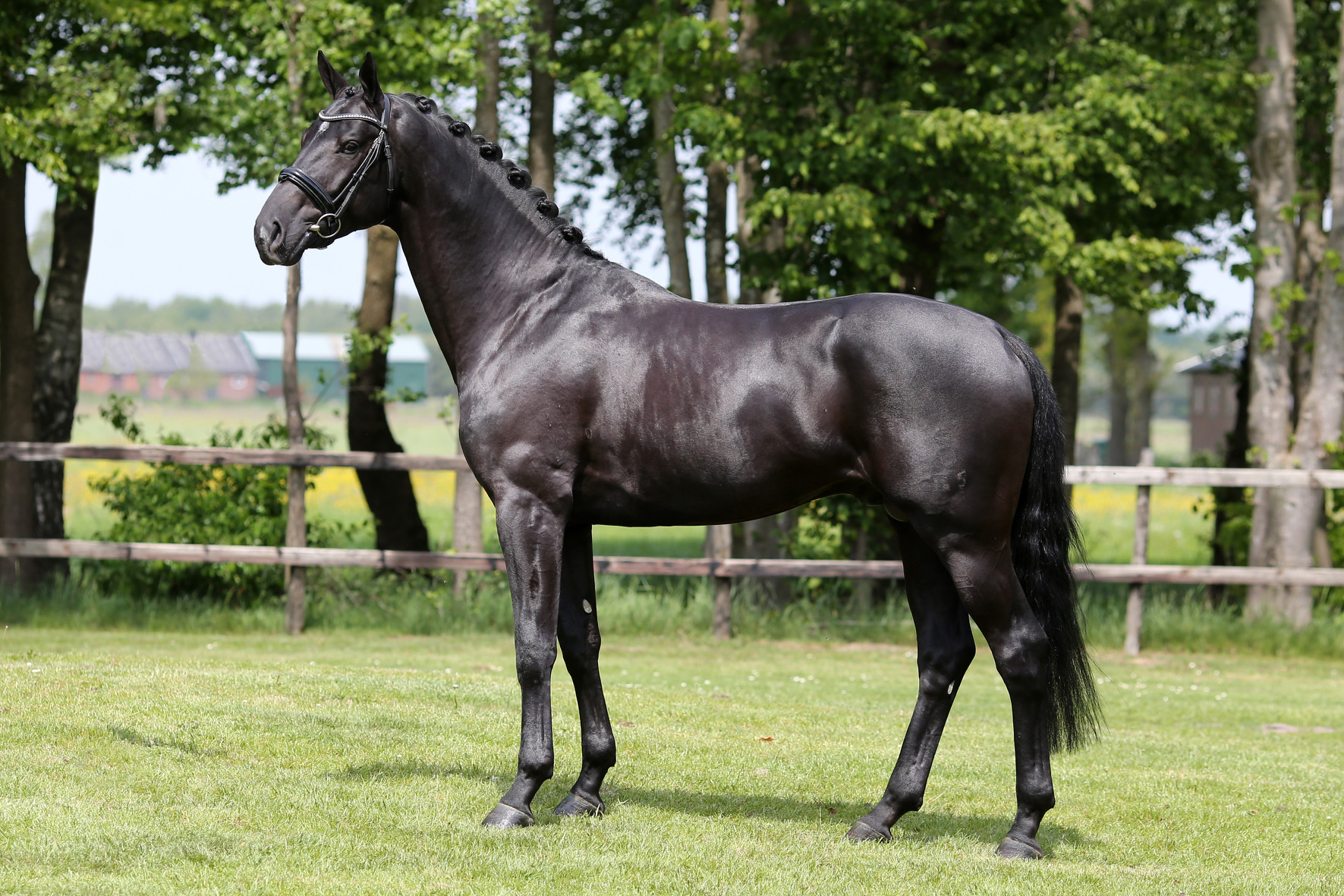 Toto's Design US * Totilas x De Niro