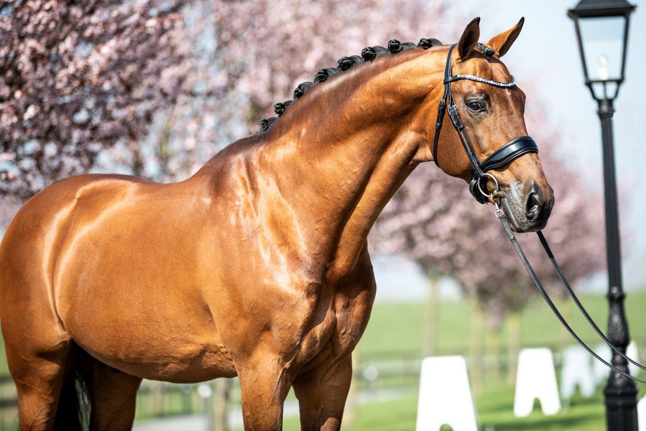 Onze 18-jarige Tophengst United