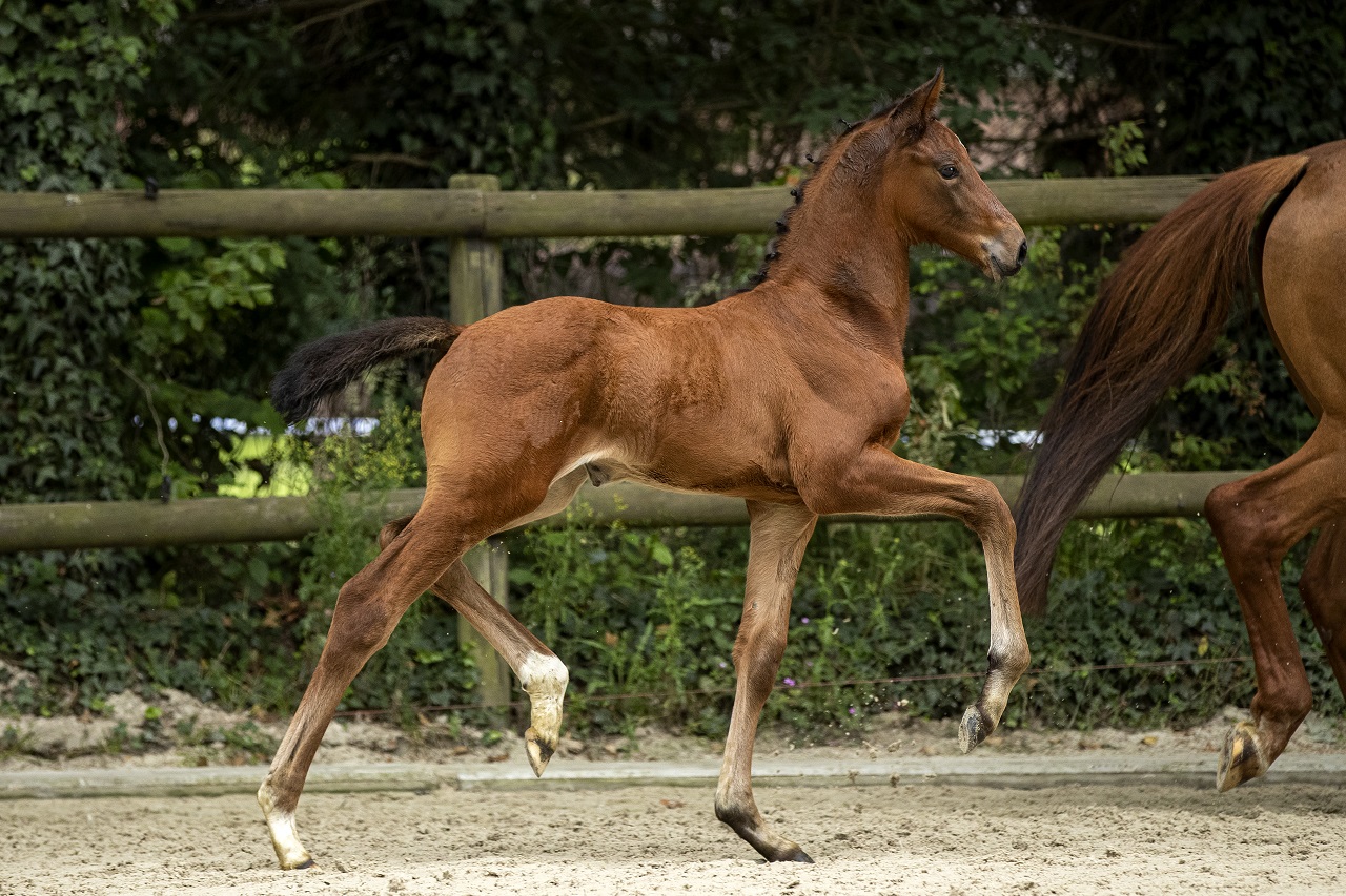 Pretty Perfect * Livius x UB 40