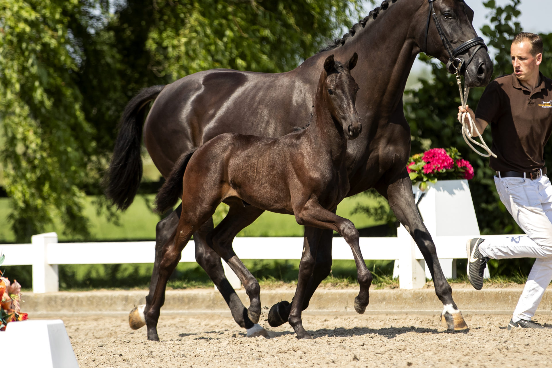 Primadonna * Livius x Florencio