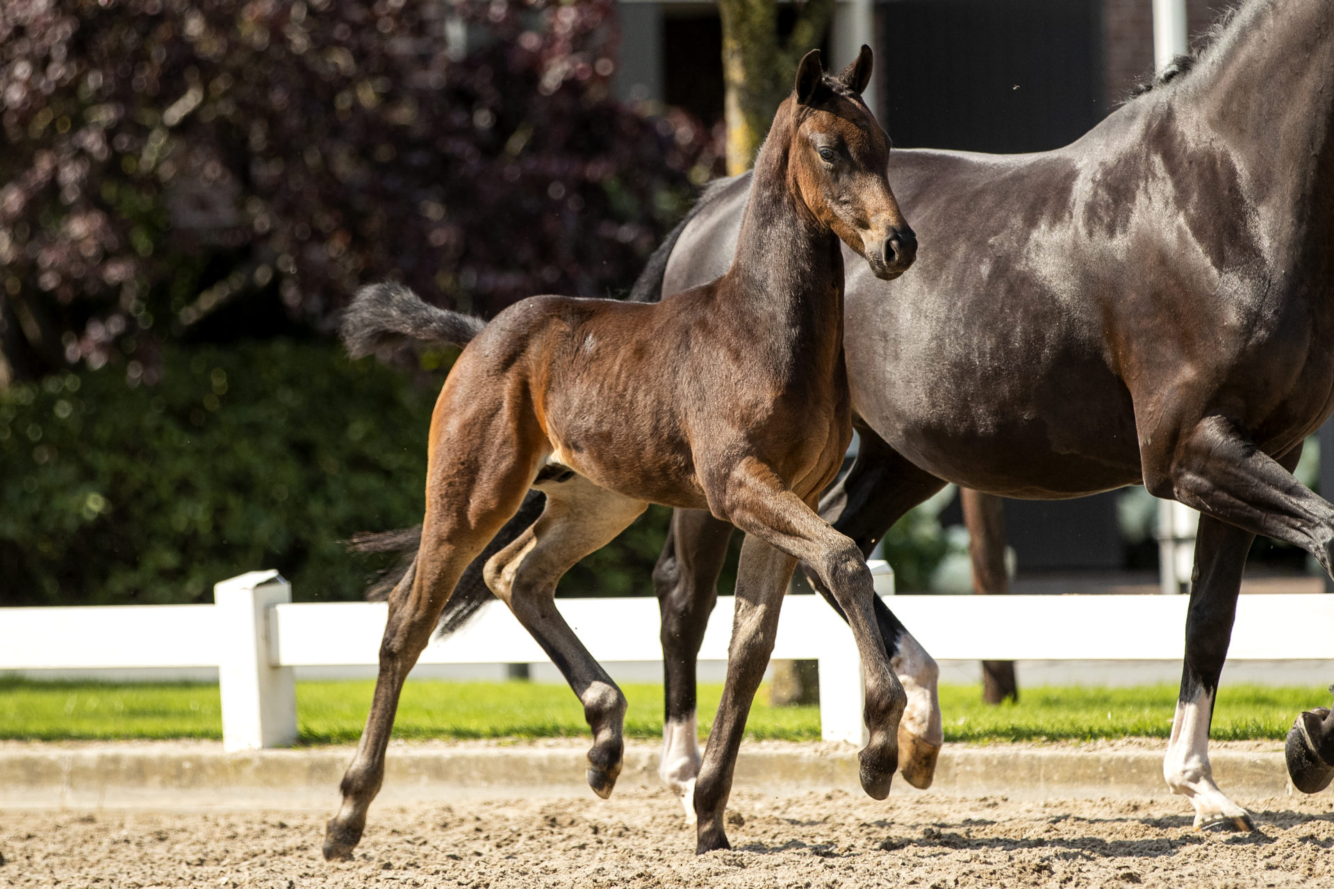 Prodegy VG * Livius x Negro