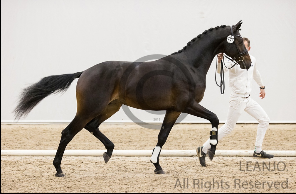 NACHTWACHT * Incognito x Everdale x Scandic