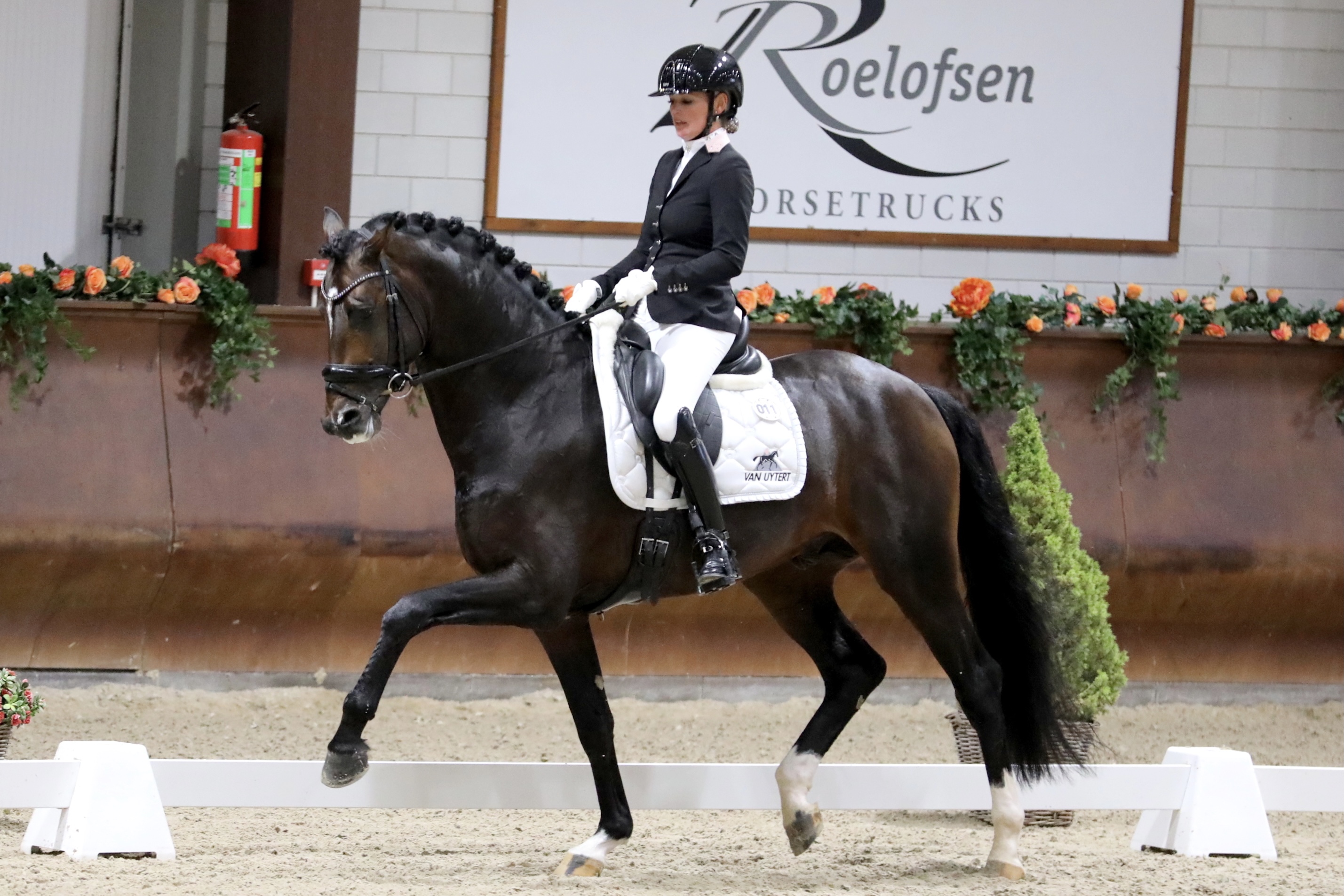 My Blue Hors Santiano en Renate