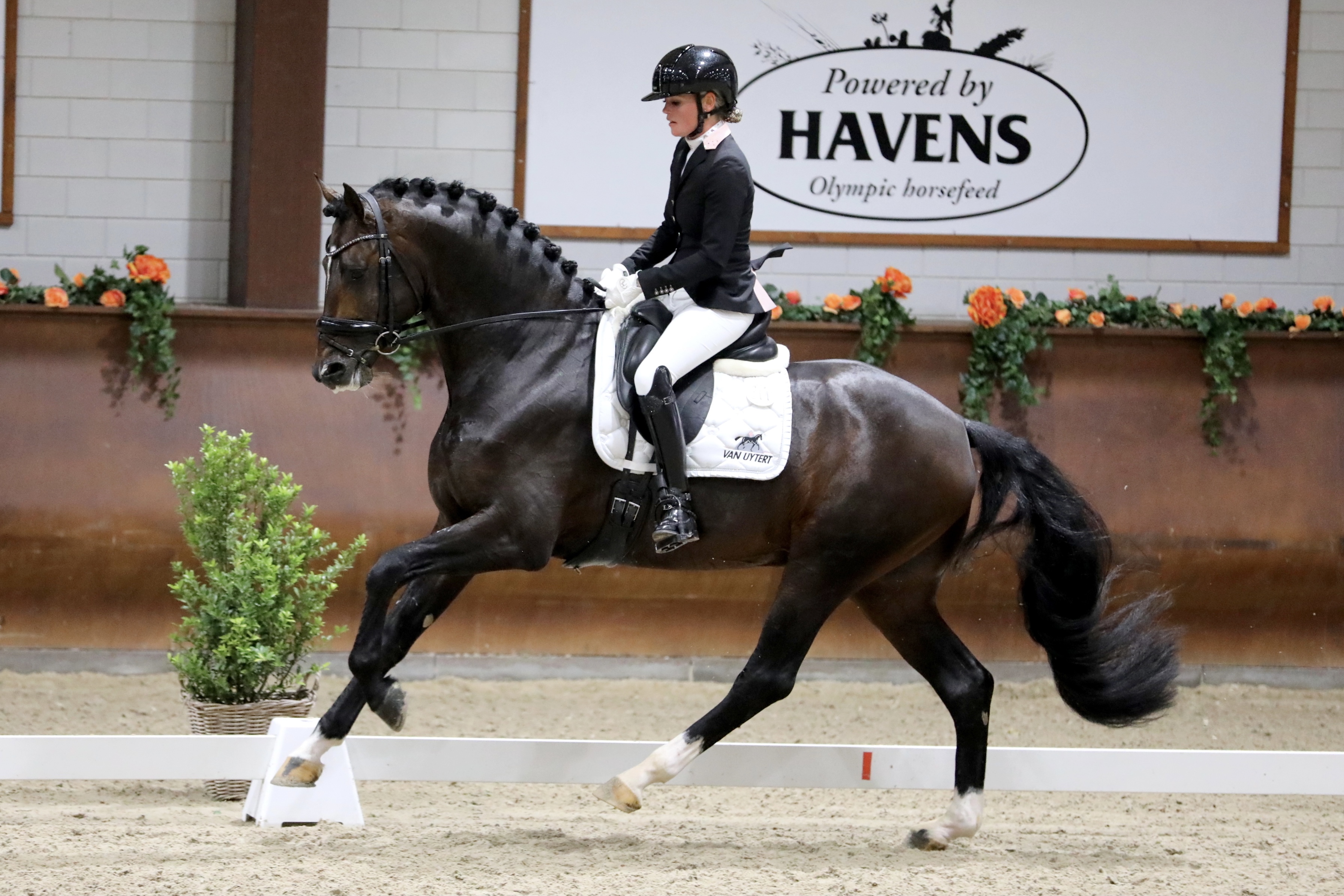 My Blue Hors Santiano en Renate