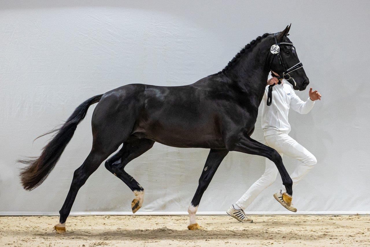 Nixon *Totilas x Jazz