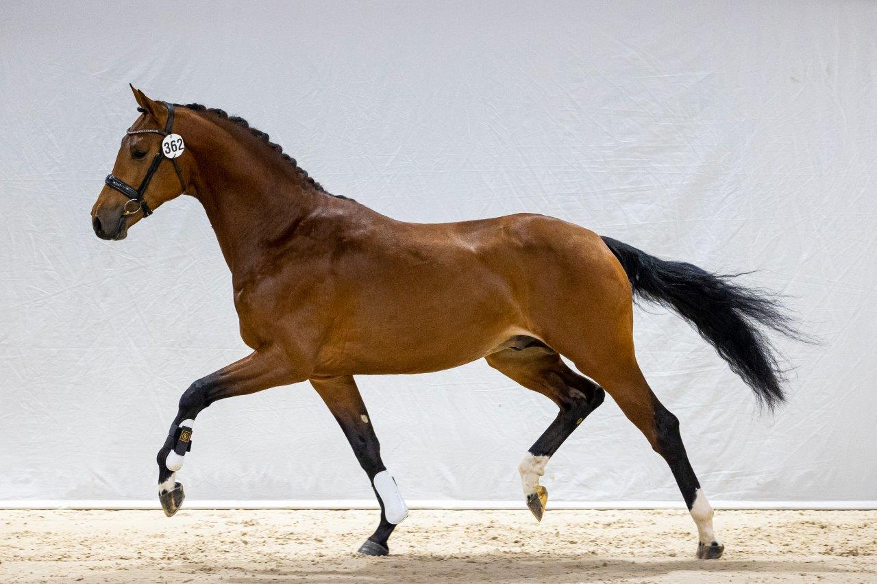 Norton Sollenburg *Electron x Charmeur