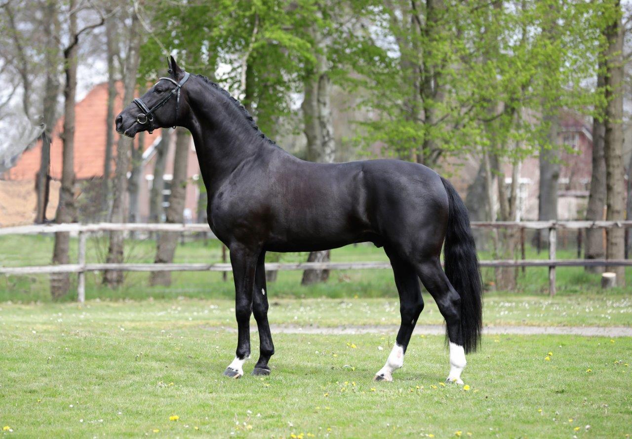 Number Two * Just Wimphof x Ferro