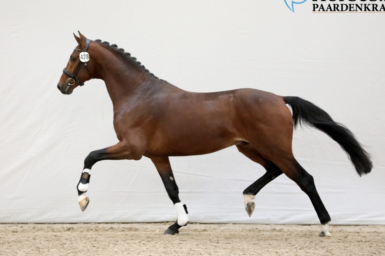 O'Toto van de Wimphof (Glock's Toto JR x Riccione)