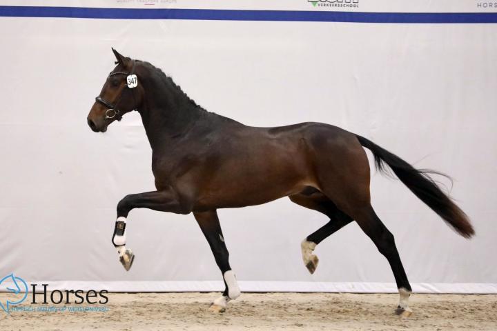 Rawhide (Ferguson x First Promise) - Fok. Cor Heemskerk