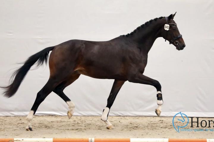 Riccardo (Ferdeaux x De Niro) - Fok. Wil Gijsbers uit Loosbroek