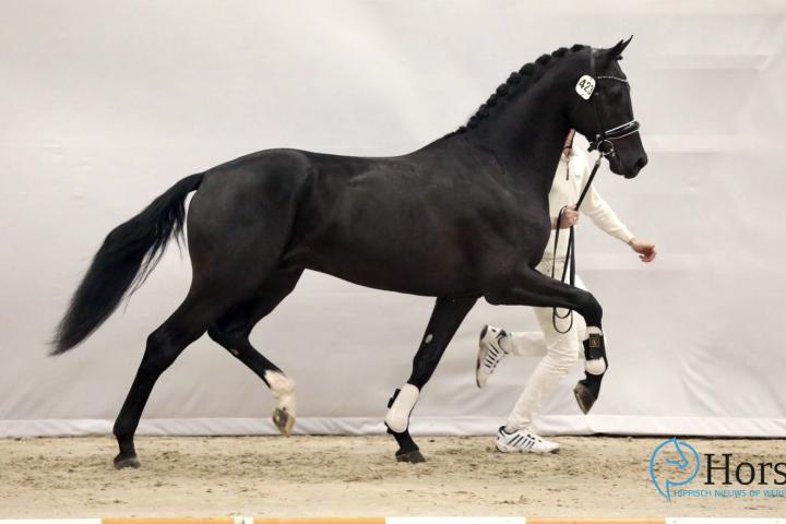 Rocky H (Just Wimphof x Negro) - Fok. Marianne Hendriksen & XS 2 Horses B.V.