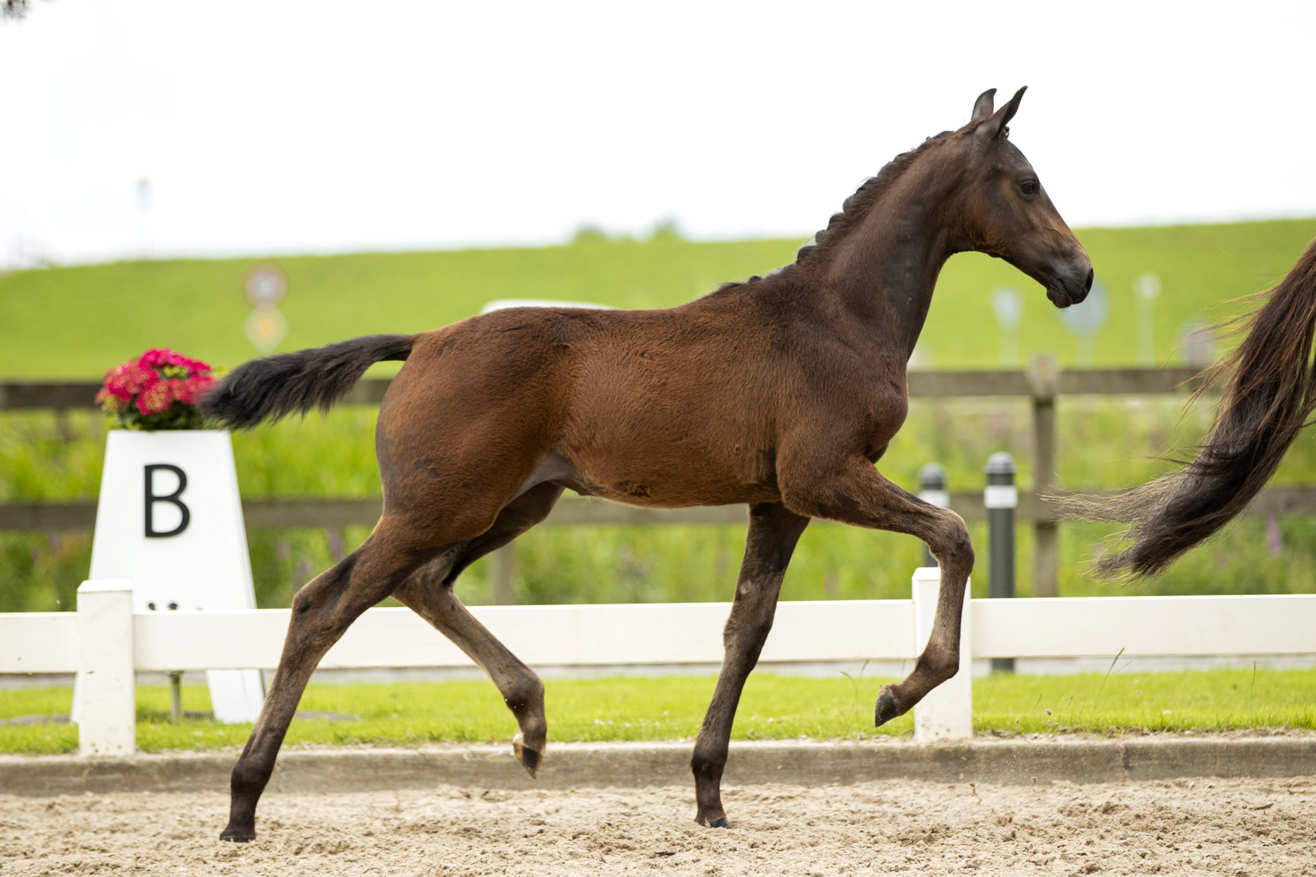 Pastis * Fürst Dior x Jazz x Flemmingh