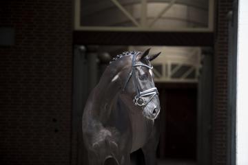 Blue Hors St. Schufro