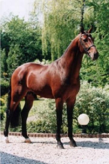 Krack C Krack C als 3-jarige hengst